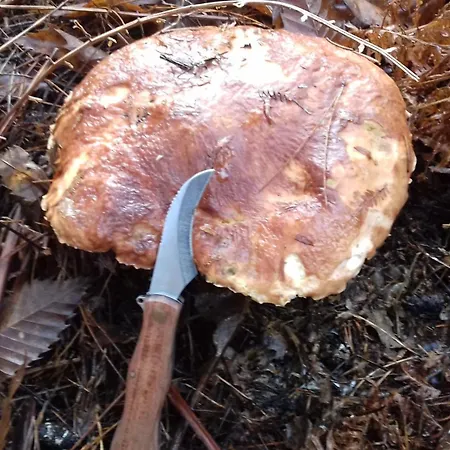 Maison d'hôtes Mas La Tabatière